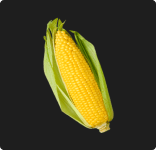 Maíz