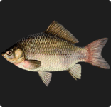 Pescado
